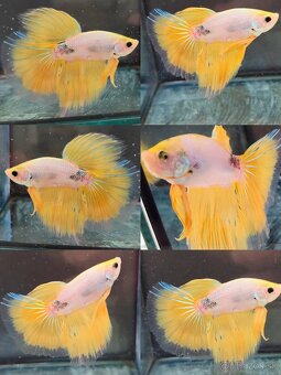 Betta Splendens - Bojovnica Pestrá. - 19