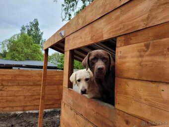 Šteniatka labrador a biely chlapec IHNEĎ - 19
