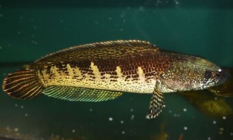 Spoločenské rybky dovoz 9.11 RK-BB - 19