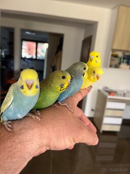 Andulka  mlada Maznačik - 19