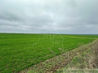 Krásny vinohrad na veľkom pozemku vo vinohradníckej oblast - 19