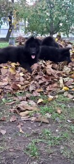 Nemecký ovčiak šteniatka - 19