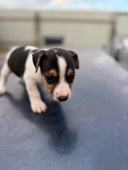 Jack Russel Terrier čistokrvné šteniatka - 19