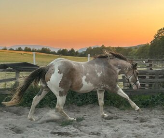 Zrebcek Aph   Buckskin overo/sabino - 19