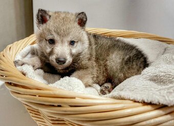 Československý vlčiak s PP - 19