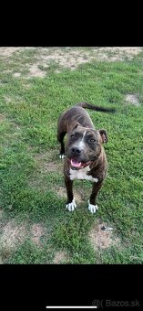 Americký stafordsirsky terier, Stafford, amstaf - 19