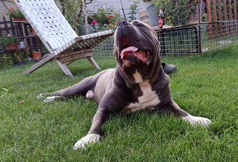 Americký stafordsirsky terier, american bully XL - 19