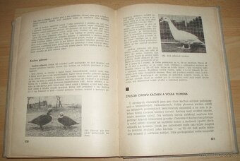 Domáci chov drobných hospodářských zvířat - 19