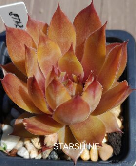 Skalné ruže - sempervivum - 19