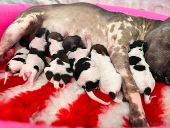 Americký bezsrstý teriér s PP FCI - 19