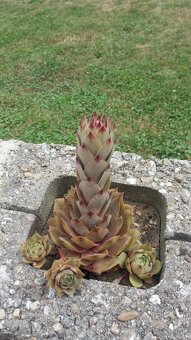 KYBLE,VEDRA,Bandasky - 19