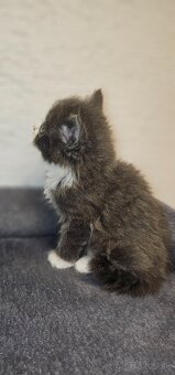 Ragdoll s britským bicolor mačiatka - 19