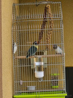 Agapornis personata spolu s veľkou klietkou. - 19