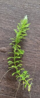 Predam rastliny do akvaria - 19