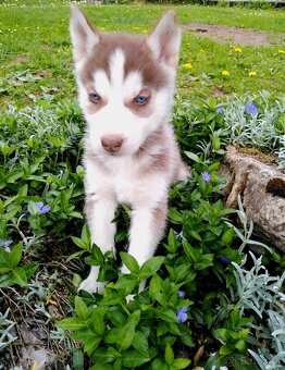 Sibirsky husky hasky - 19