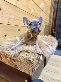 Francúzsky buldoček s PP - 19