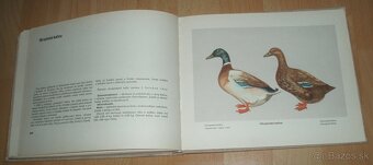Atlas plemien hydiny - 19