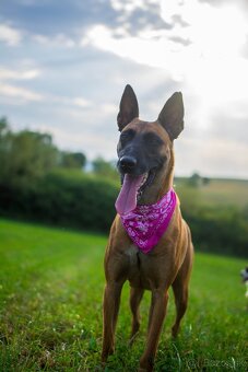 Belgický ovčiak malinois, šteniatka s PP - 19