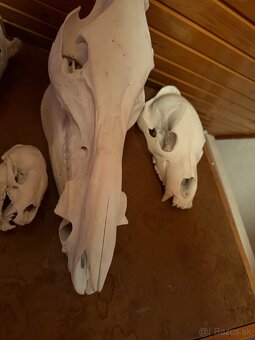 Poľovnícke trofeje - 19