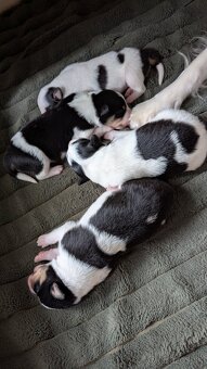 Border kolia tricolor - 19