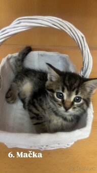 Darujem mačiatká - 19