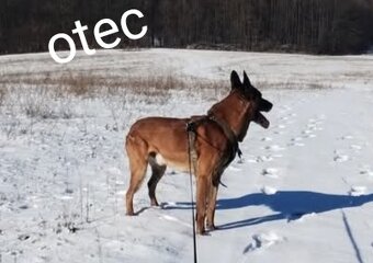 Belgický ovčiak Malinois / Nemecký ovčiak - 19