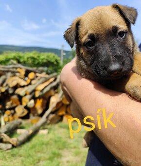 Belgický ovčiak Malinois / Nemecký ovčiak - 19