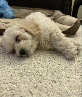 Maltipoo beige - 19