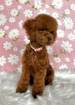 Pudel toy/trpasličí - pudlík - poodle red apricot - 19