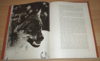 Osamělá vlčice - 19