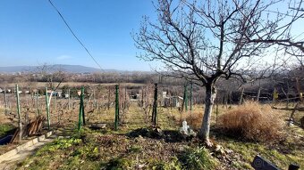  ZNÍŽENÁ CENA  PREDAJ - CHATKA S VINICOU - ZL. MORAVCE - 19