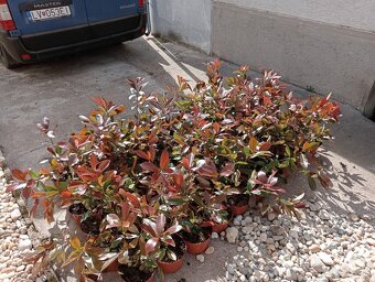 Tuja Smaragd, vavrínovec, červienka, gaštan - Žilina - 19