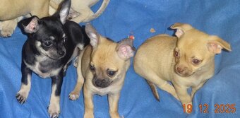 čivava krátkosrstá - 19