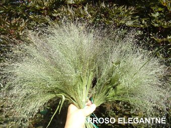 SUŠENÉ KVETY NA ĎALŠIU TVORBU - 19