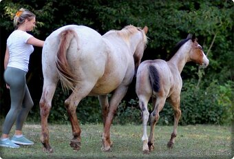 AMERICAN PAINT HORSE - 19