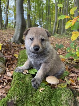 československý vlčiak s PP (FCI) - 19