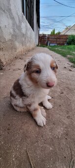 Border kolia - 19