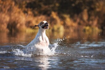 Anglický pointer, english pointer, stavač - 19