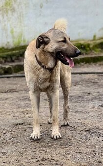 KANGAL - štěňata již K ODBĚRU, iba sučky - 19