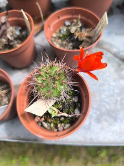 Kaktusy a sukulenty - 19