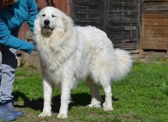 PYRENEJSKÝ HORSKÝ PES - šteniatka s PP (FCI) - 19