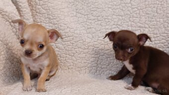 Ponuka šteniatok čivava krátkosrstá - 19