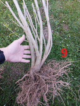 Rastliny na bonsaj, bonsai - IBIŠTEK SÝRSKY_2 - 19