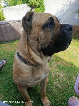 Cane Corso - FENKY - 19