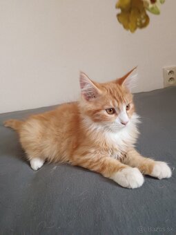 Maine coon - 19