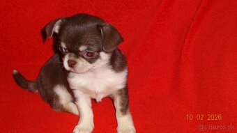 čivava krátkosrstá - 19