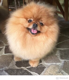 Pomeranian s pp FCI - 19
