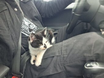 Darujem mačiatko - kocúrik - 19