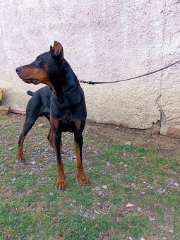 DOBERMAN - šteniatka - 19