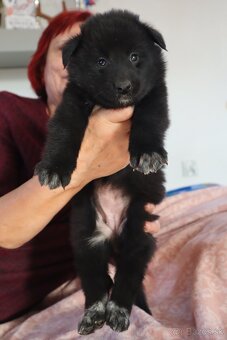 Belgický ovčiak groenendael FCI s PP po šampiónoch - 19